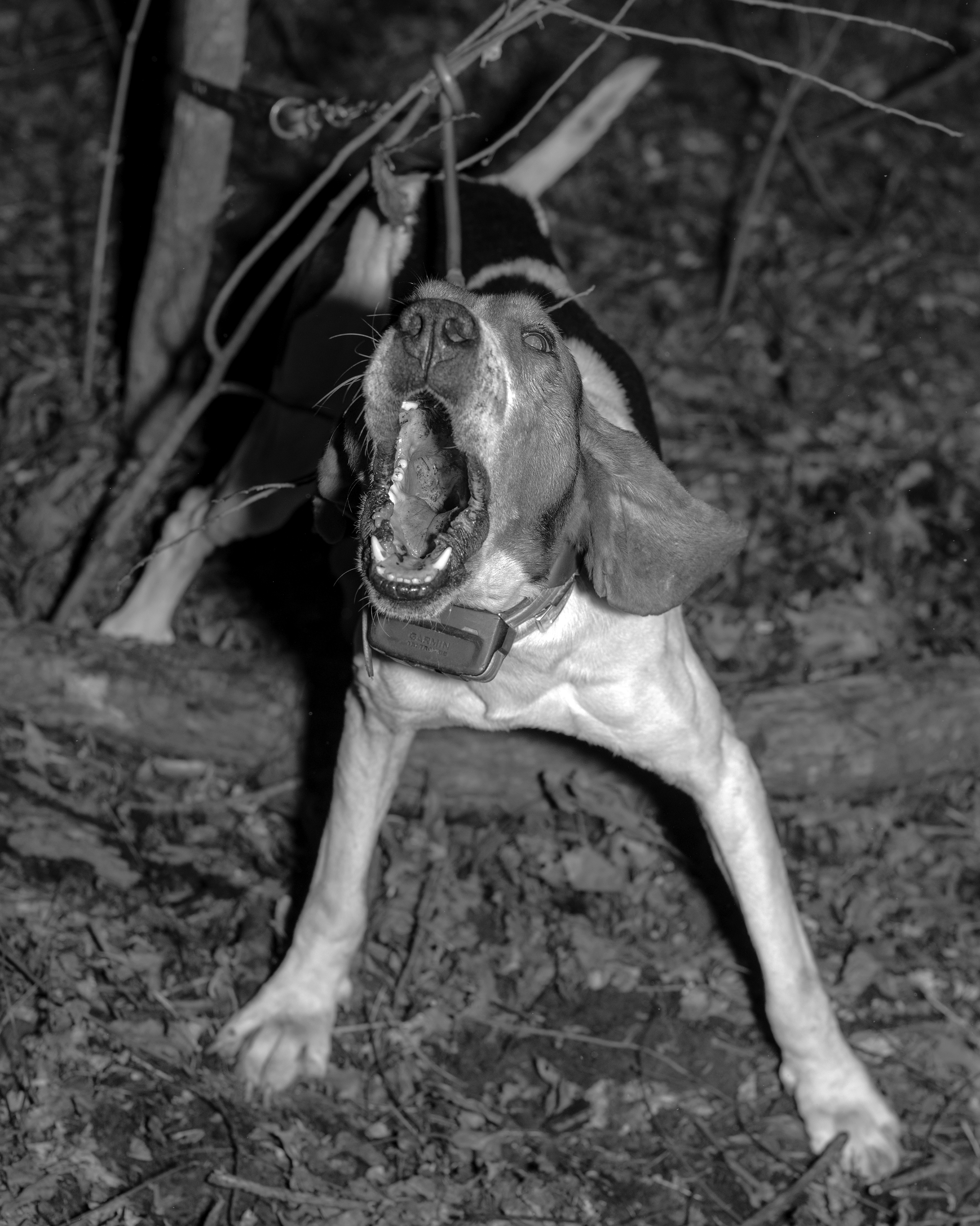 Houston Cofield, Bluetick Hound, 2020, Archival Inkjet Print, Attribution: A Manner of Living, Changed