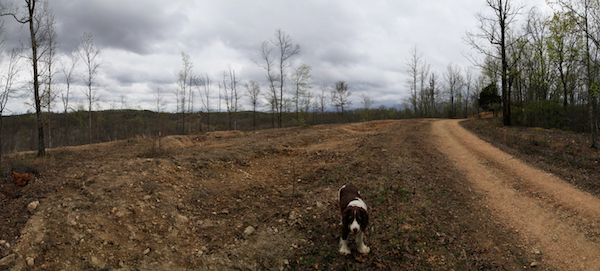 Food Forest: Mountaintop water harvesting earthworks