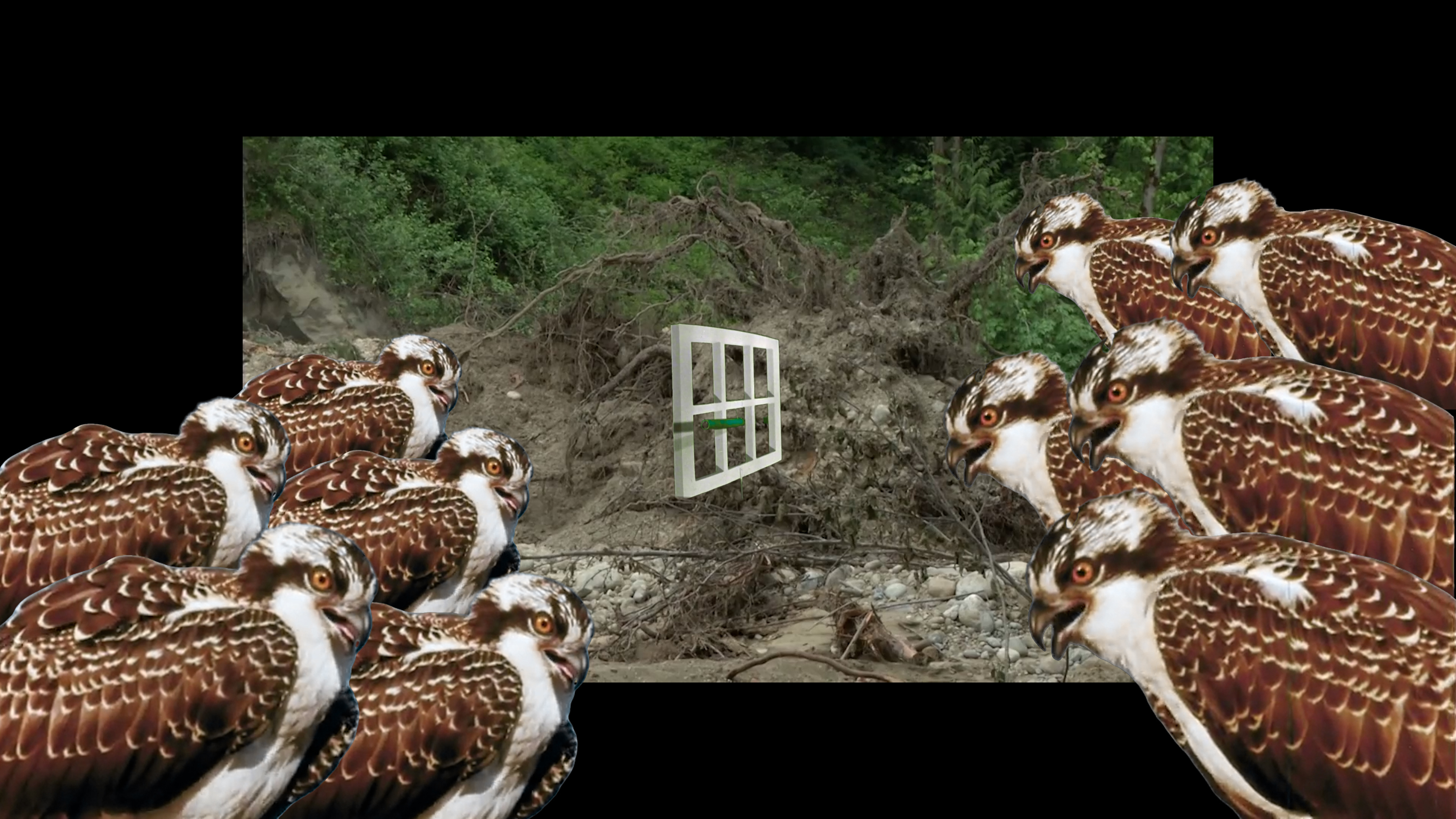 McLean Fahnestock, The Desire for Birds Provokes the Desire for Stones, 4K digital video, stereo sound, 2024