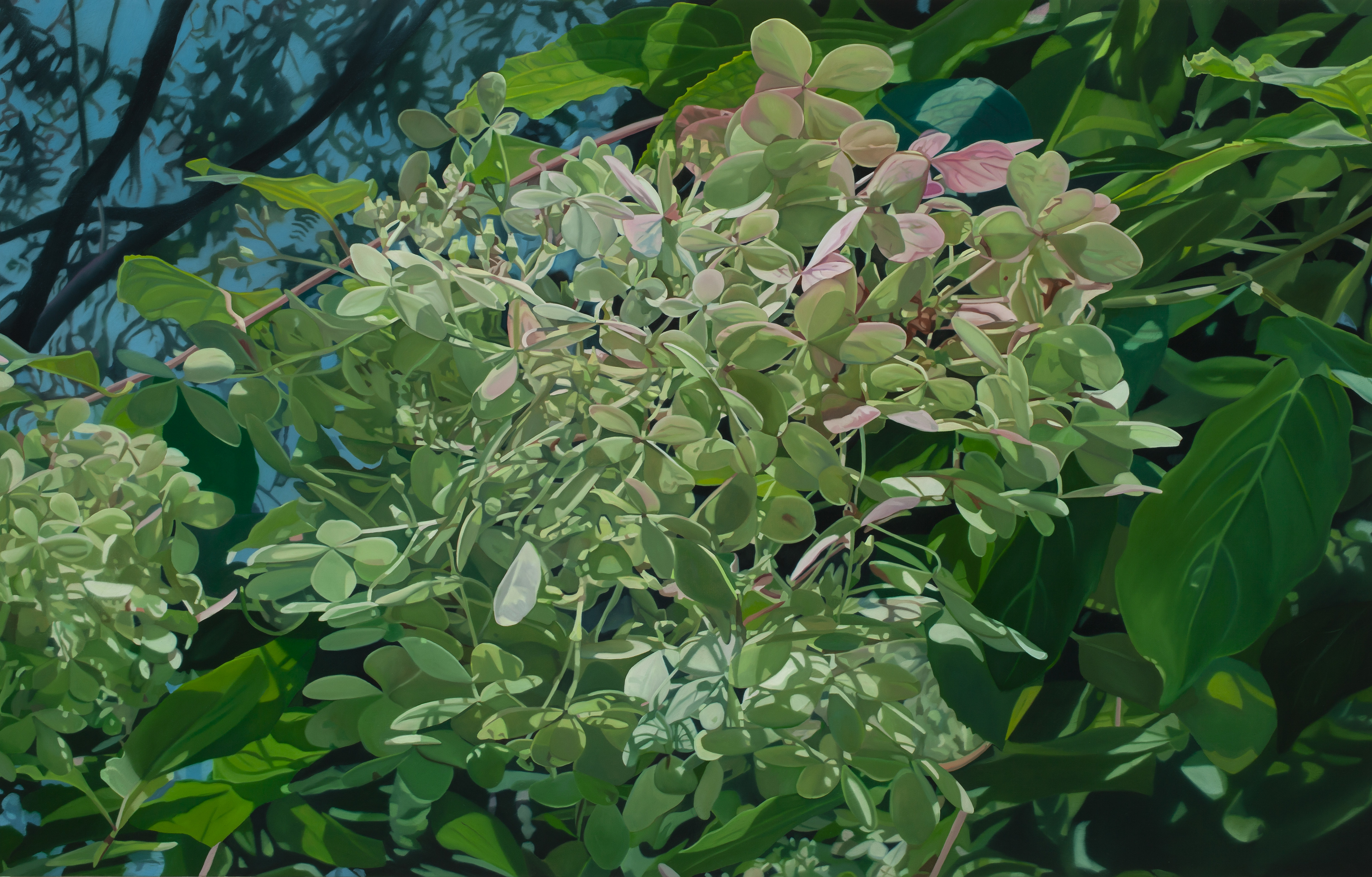 Beth Edwards, Hydrangea XXX, 2025, oil on canvas, 42" x 66"