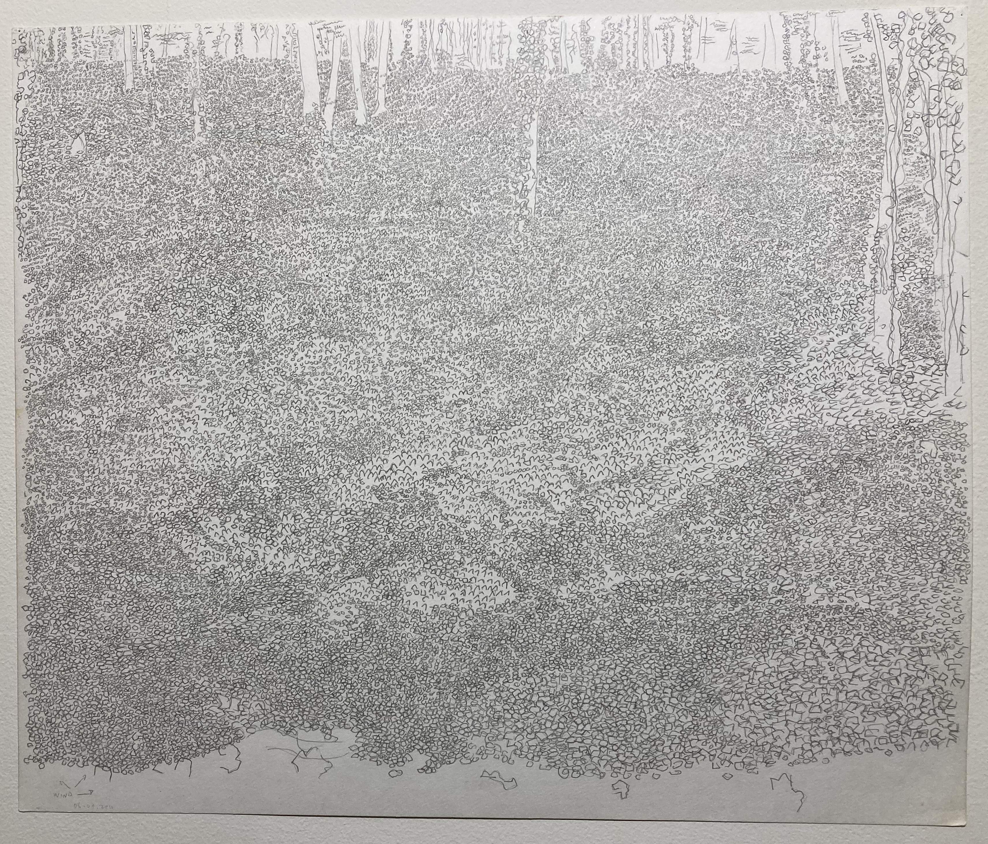 Jeffrey Morton, Kudzu drawing 011, 12:11:00 (source for Fathom), 2011, graphite on Holbein paper, 15" x 18"