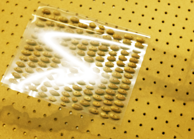 Kayla Jones Pulido: rote